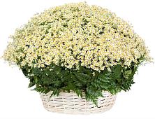 Цветочная композиция из Ромашки в корзине #REPLACE_PRED# Березовском Свердловской области